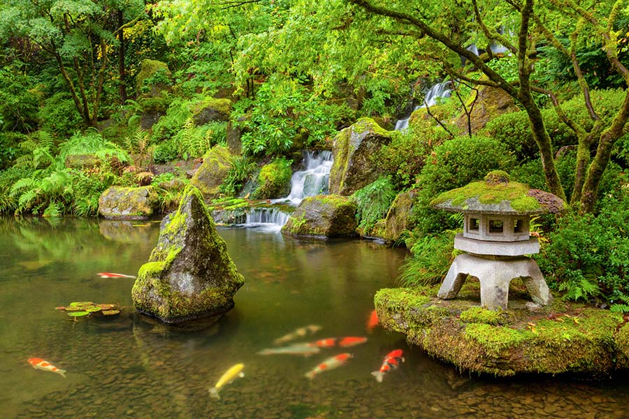 Koi fish swimming among lotus and aquatic plants in a serene naturalistic water garden