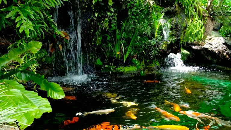 Close up of a tranquil koi fish pond with lush green lily pads and clear water.