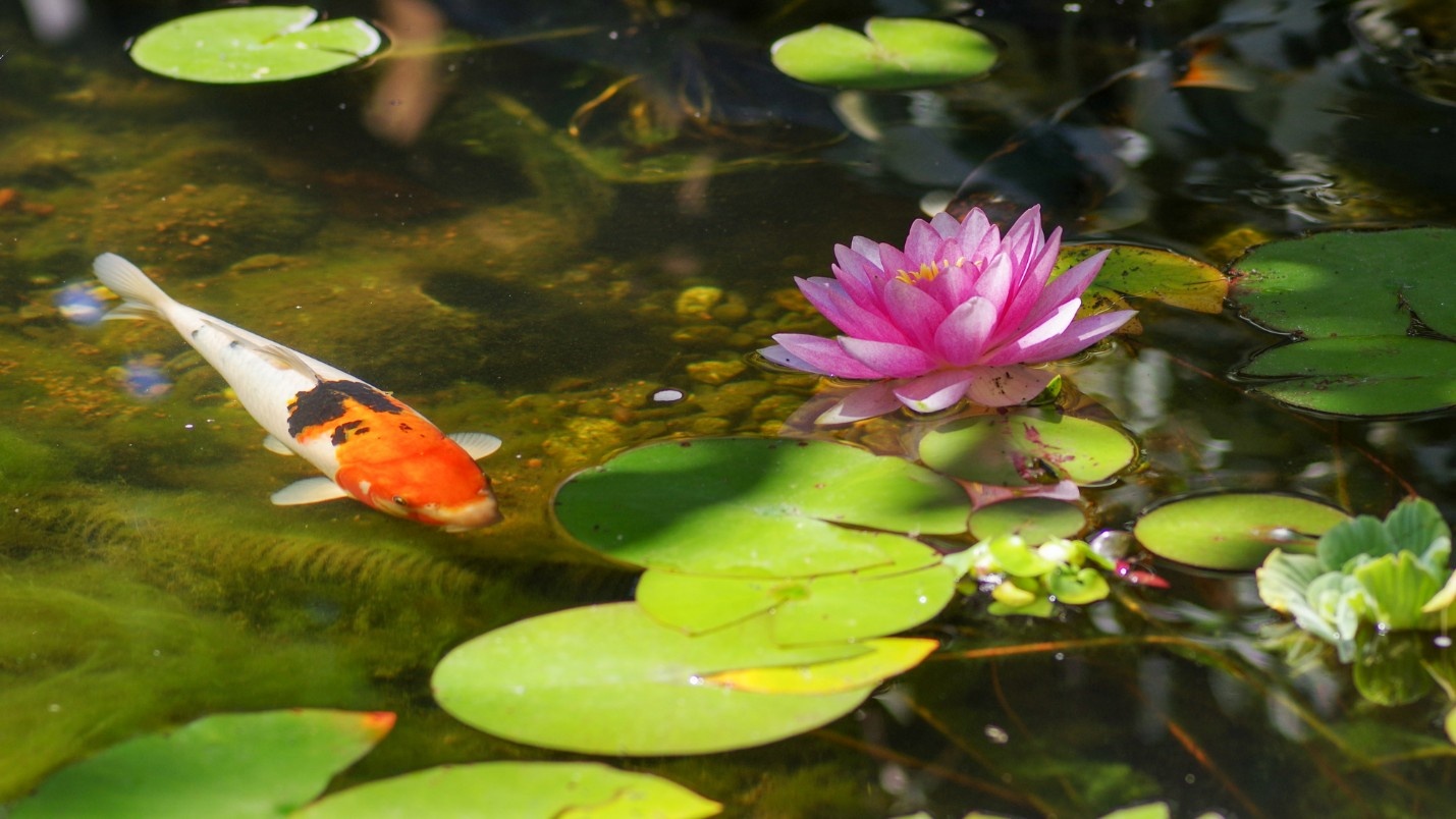 A healthy koi pond with a koi fish, lily pads, and flowers