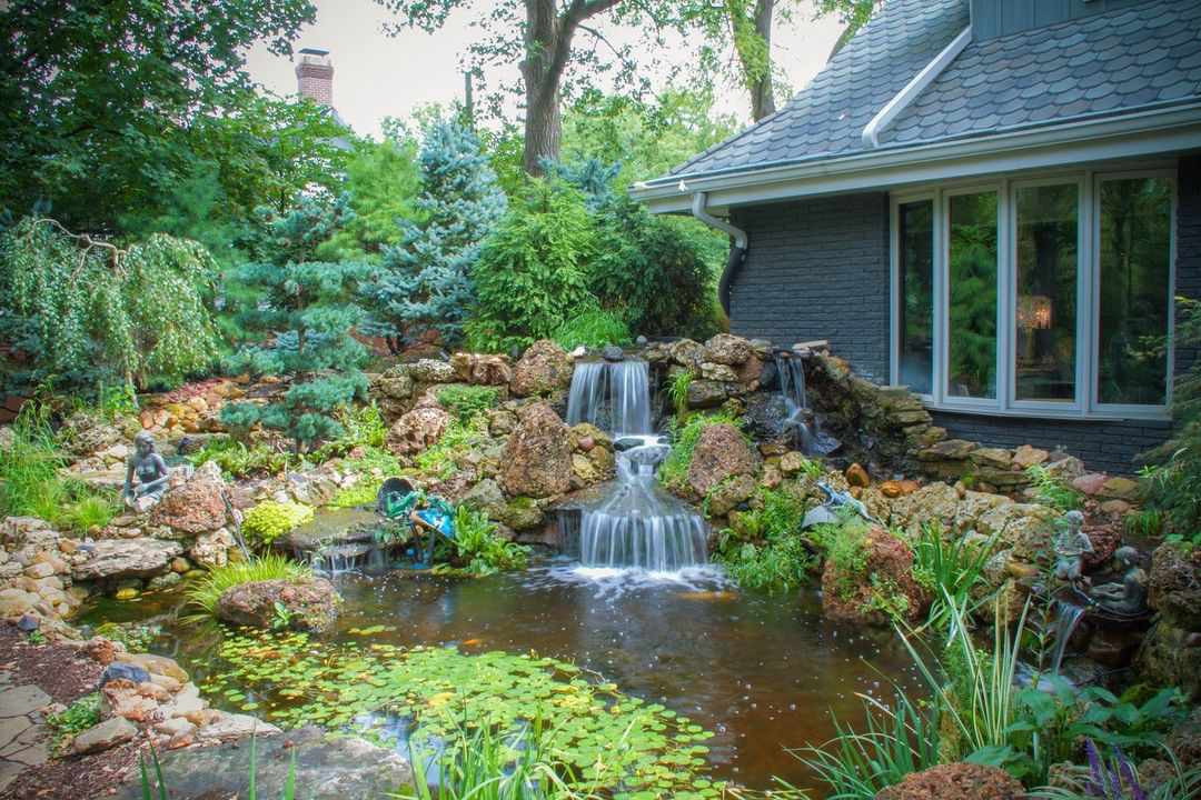 Koi pond with cascading waterfall lit by warm afternoon light, surrounded by lush ferns
