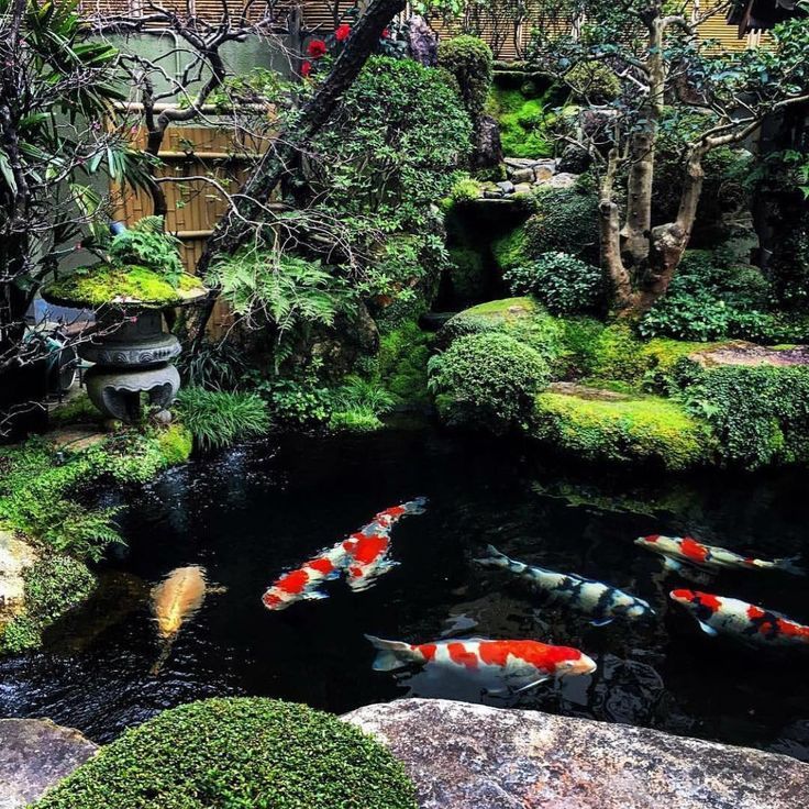 Colorful Japanese koi fish gliding in a luxury stone-edged pond at golden hour