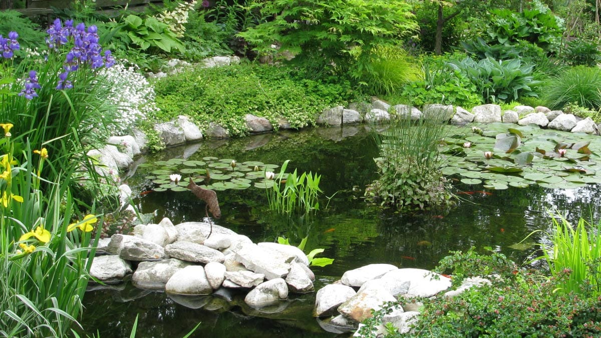 Koi fish swim among lily pads and aquatic plants in a beautifully planted pond