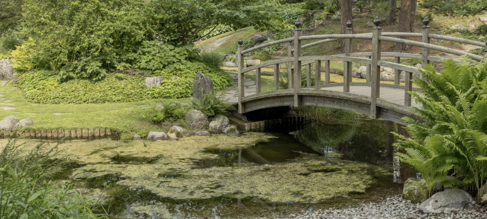 Wide-angle view of a formal resort-style koi pond with stone bridge and lily pads