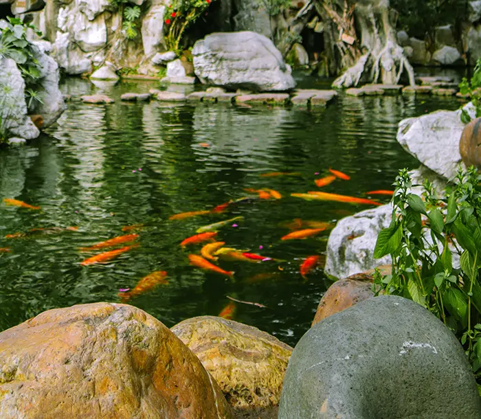 Estate koi water garden with natural stone surrounds and multiple koi visible in clear water